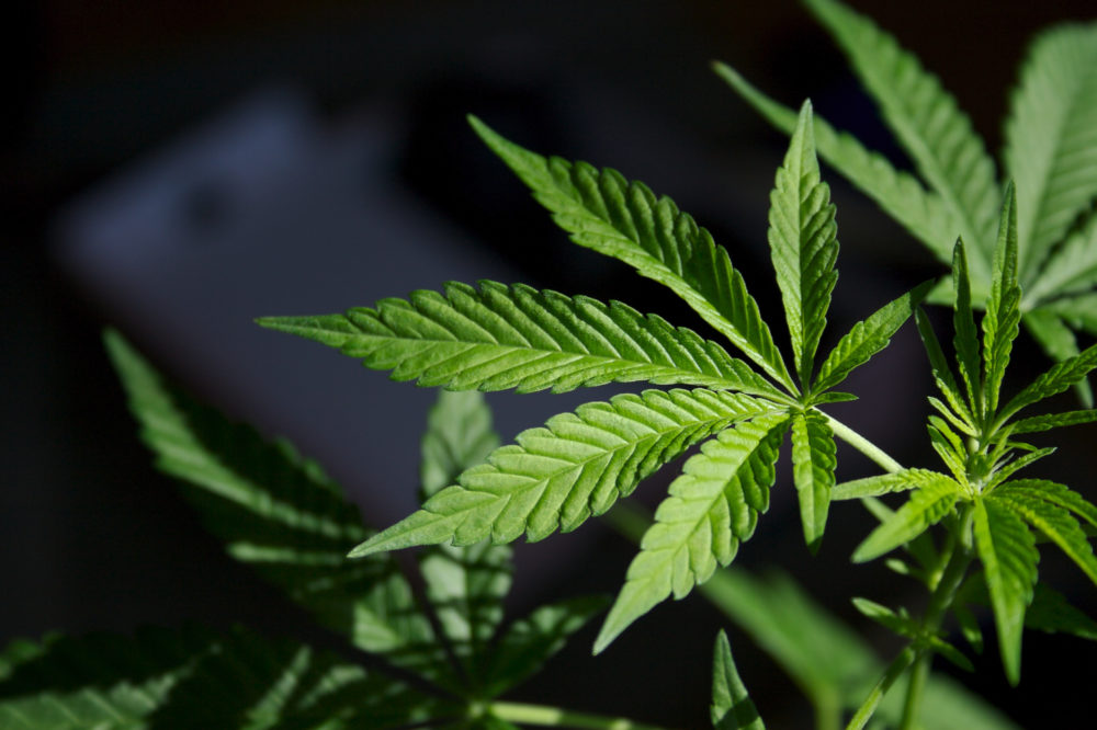 Truth About Medical Marijuana